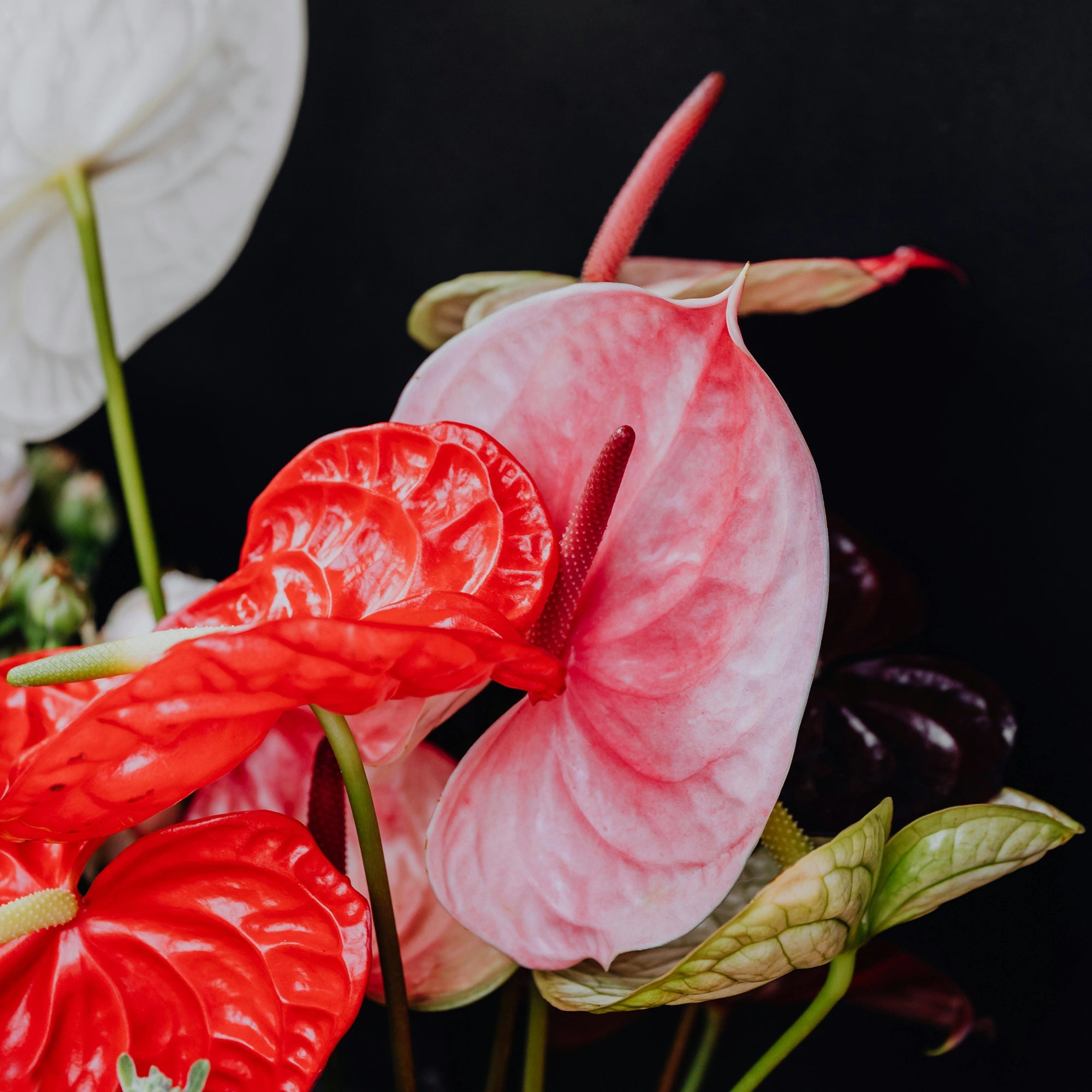 Flores con Impacto