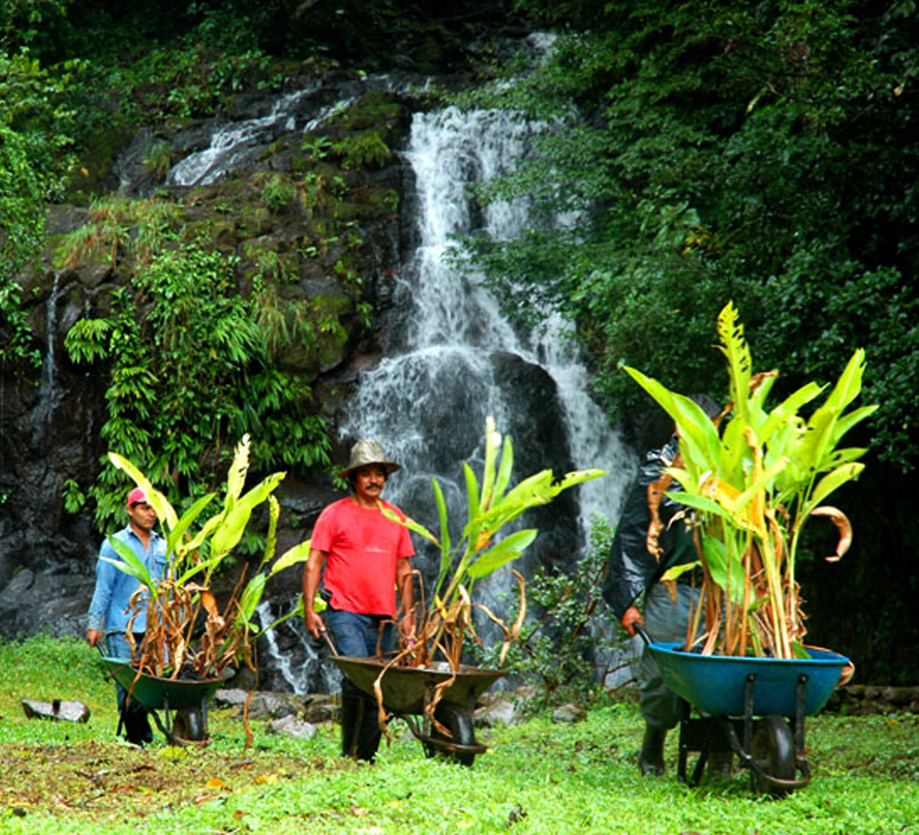 <p>El proceso de capacitación se materializa en instalación de viveros comunitarios de flores en cuatro municipios.</p><p><strong>Cambio:</strong> Se establecen proyectos productivos para la generación de ingresos<br/>propios.</p>