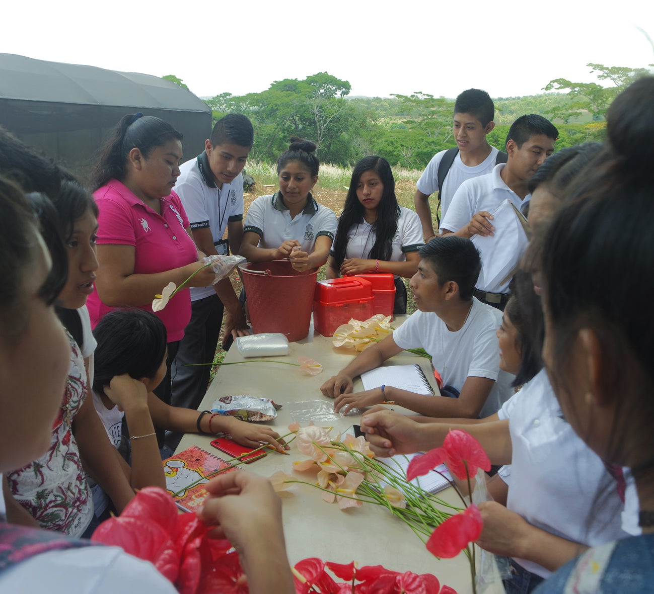 <p>Inicia el Programa Jóvenes 4.0 en zonas rurales, se establecen viveros tecnificados con la colaboración de Colegio de Bachilleres de Soteapan. </p><p><strong>Cambio</strong>: Infraestructura y capacitación a mujeres y hombres jóvenes.</p>